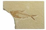 Fossil Fish (Diplomystus) - Wyoming #244282-1